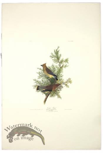Cedar Bird